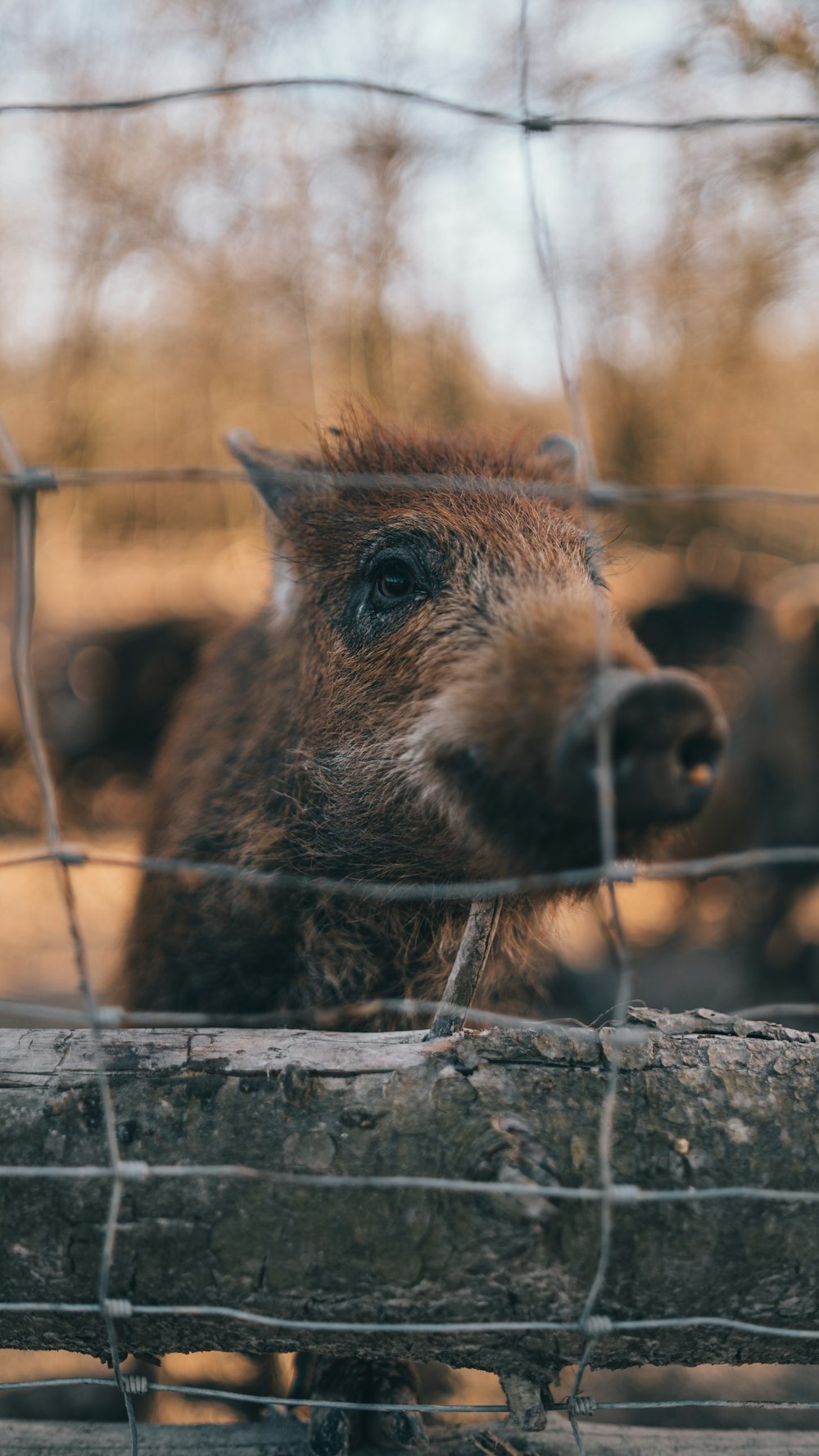 a pig looking through a fence at the camera