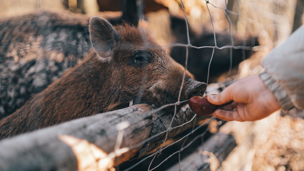 a person feeding a pig through a fence