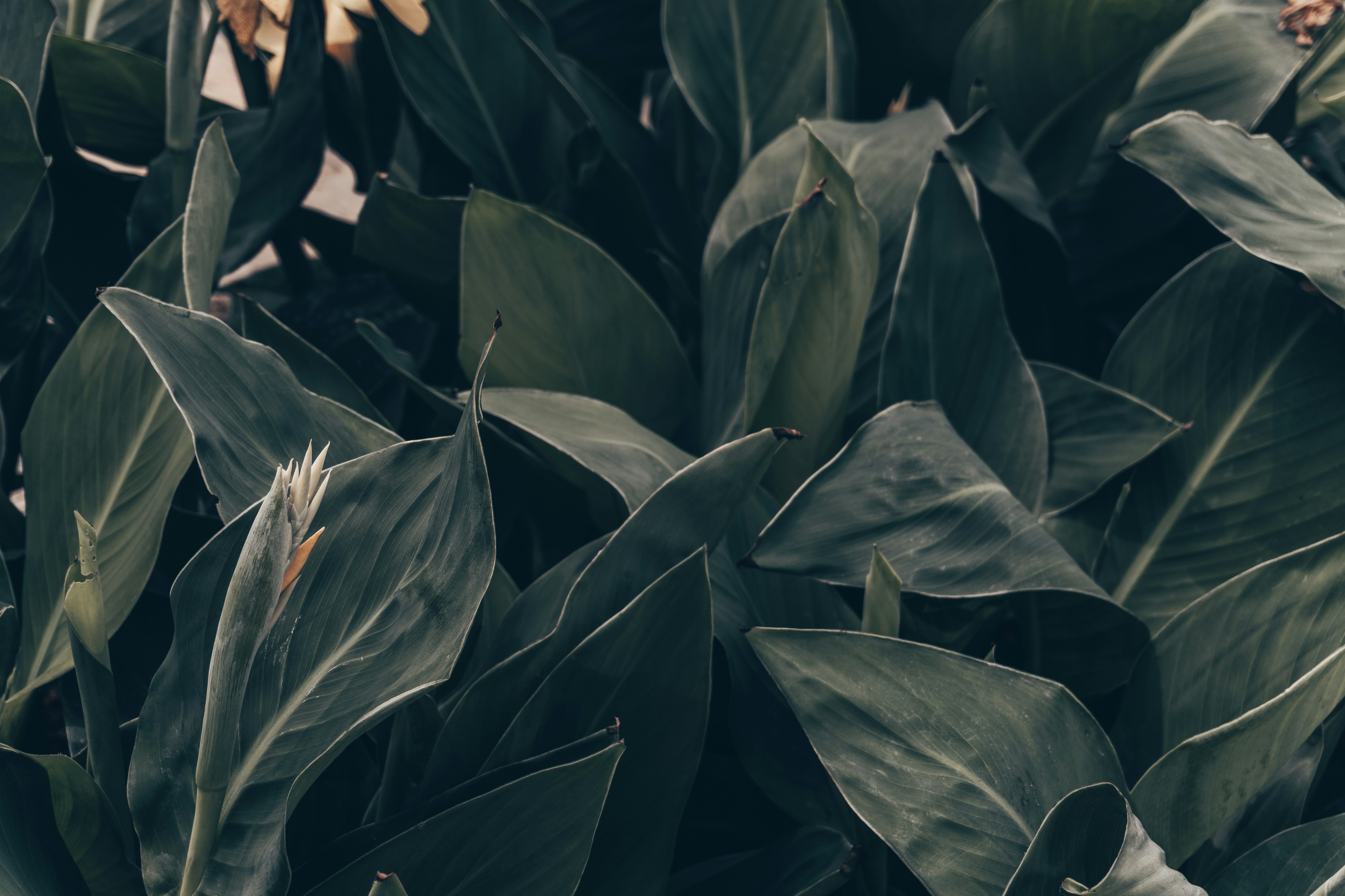 Photo by royphotography