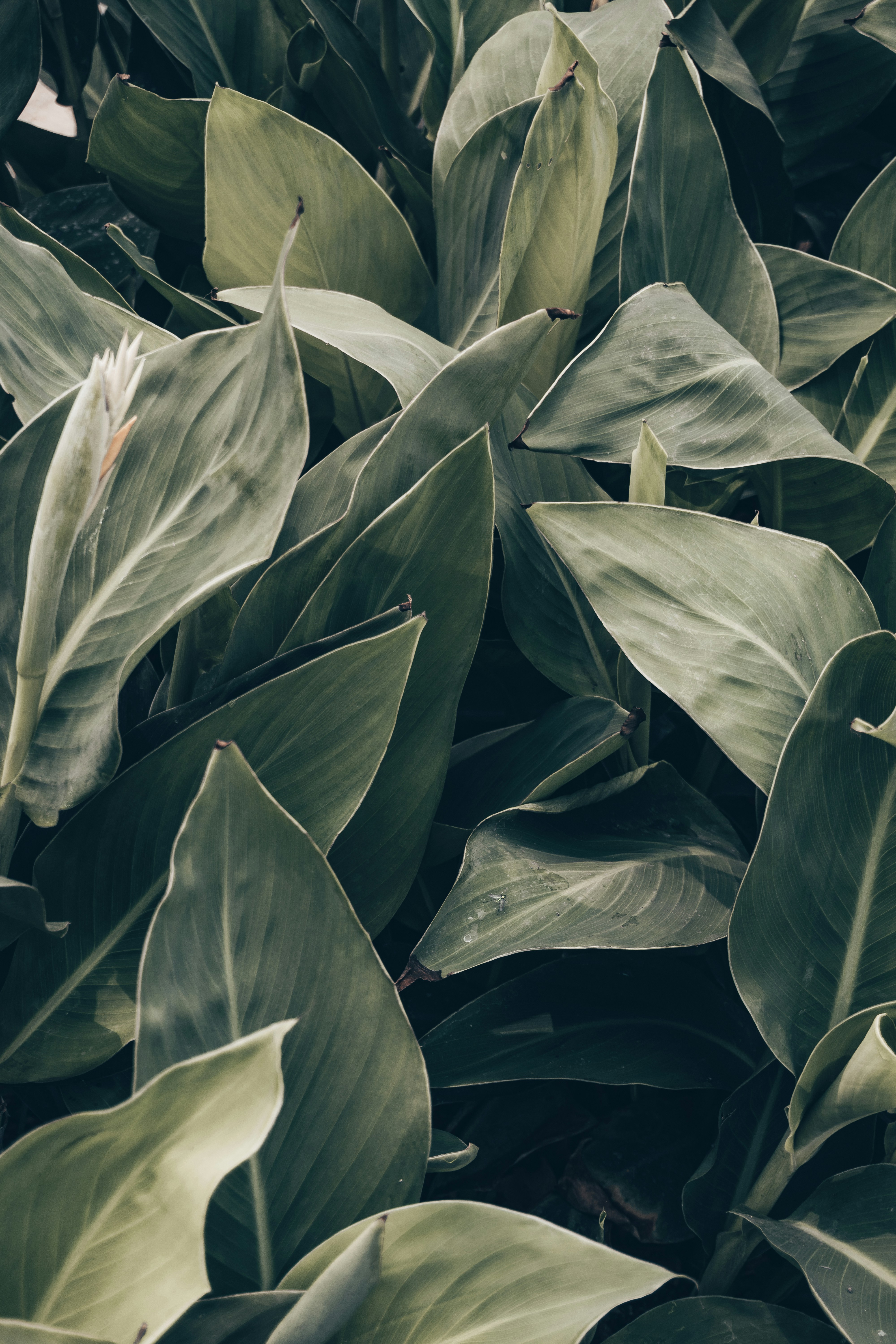 Photo by royphotography