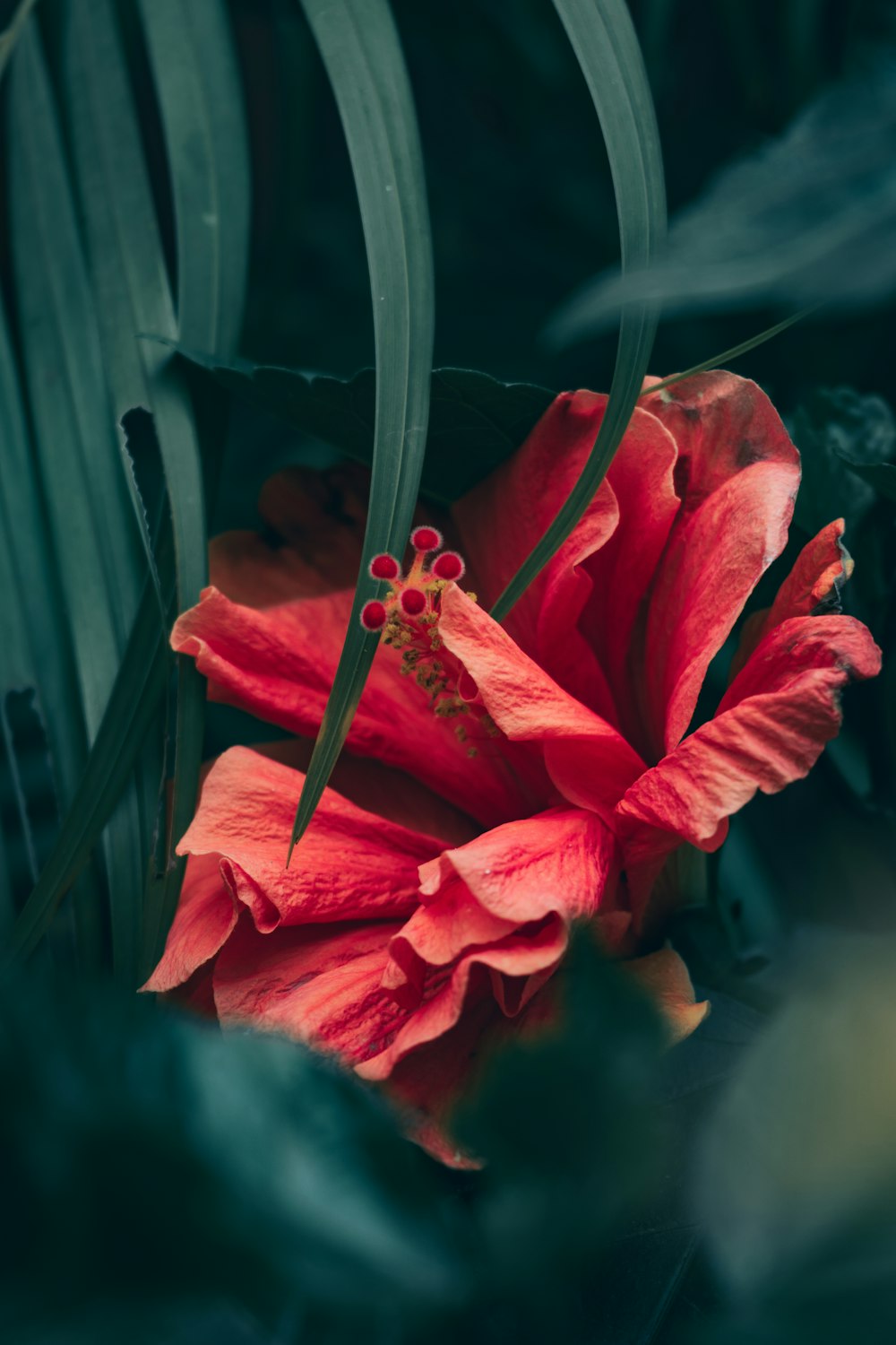 a red flower with green leaves in the background