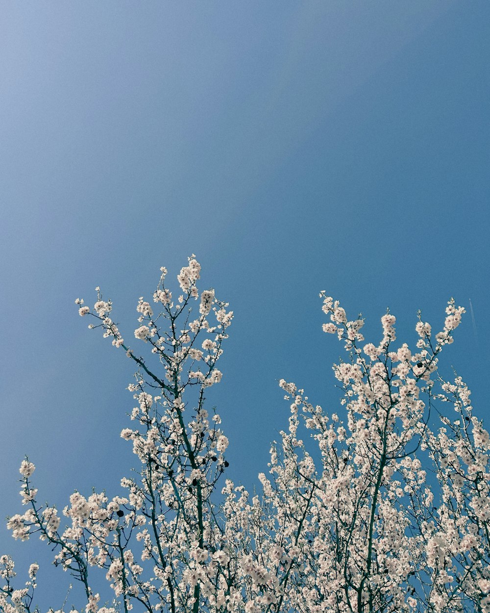 a tree with white flowers and a blue sky in the background