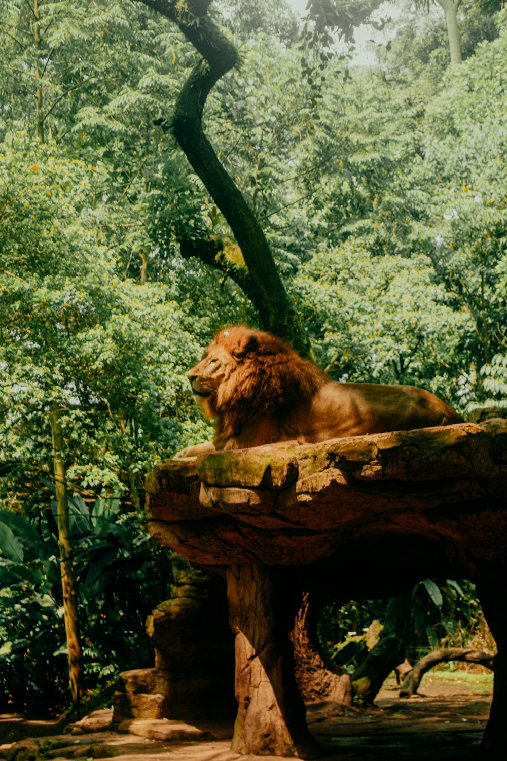 a lion laying on top of a tree stump