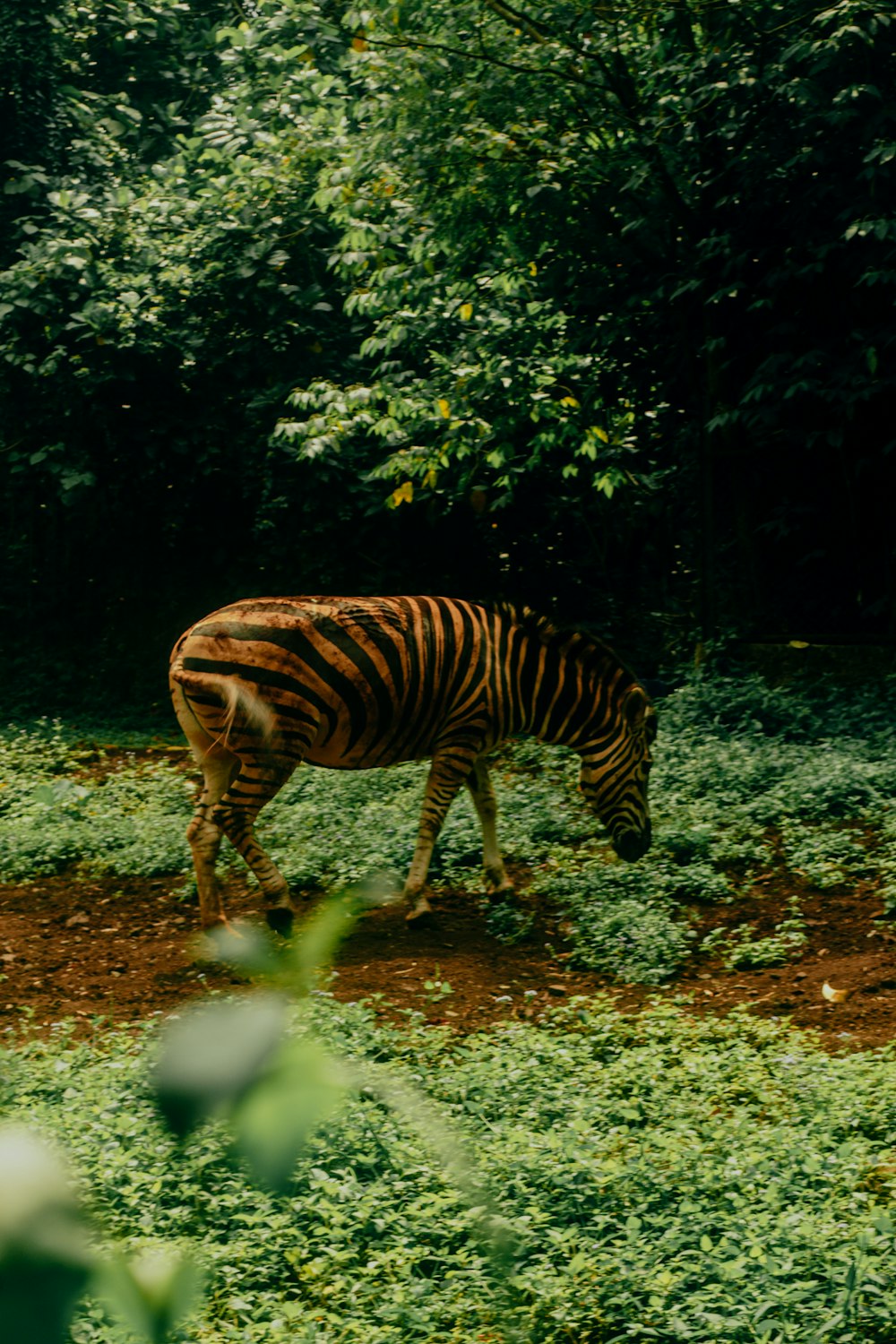 a zebra standing on top of a lush green field
