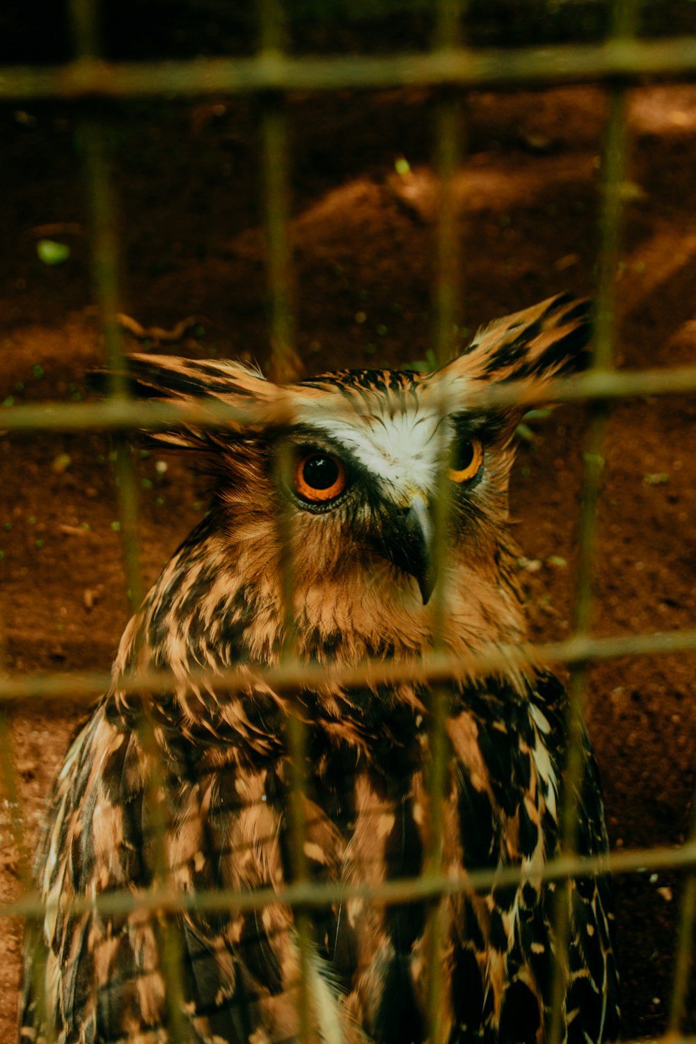 an owl is sitting behind a wire fence