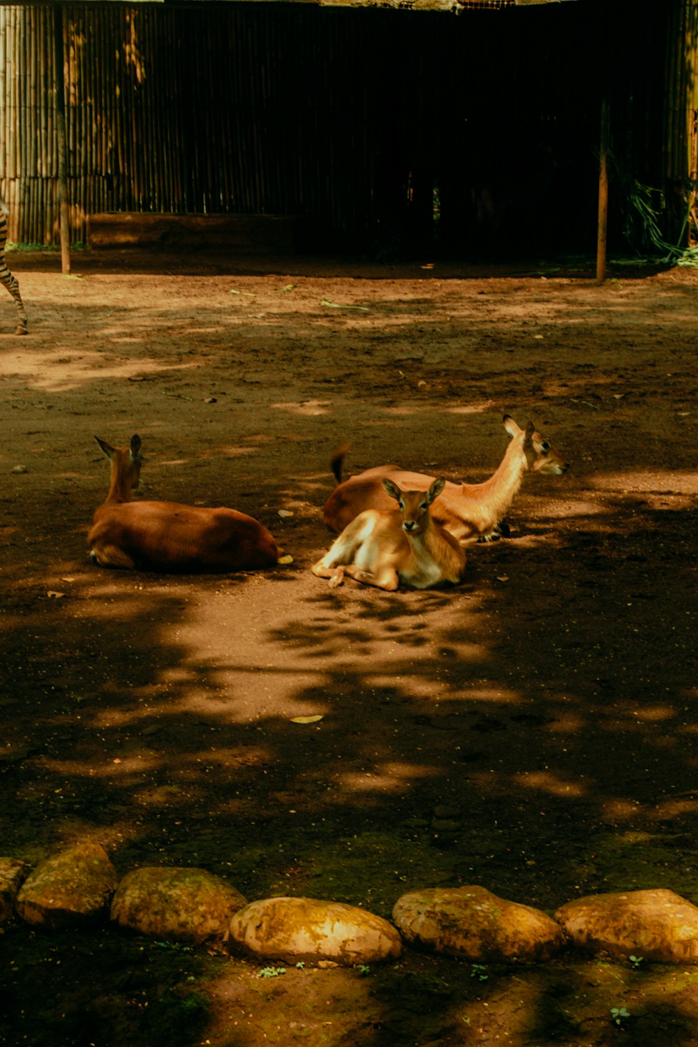a group of deer laying on top of a dirt field