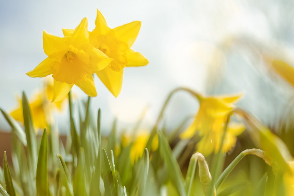 a bunch of yellow flowers that are in the grass