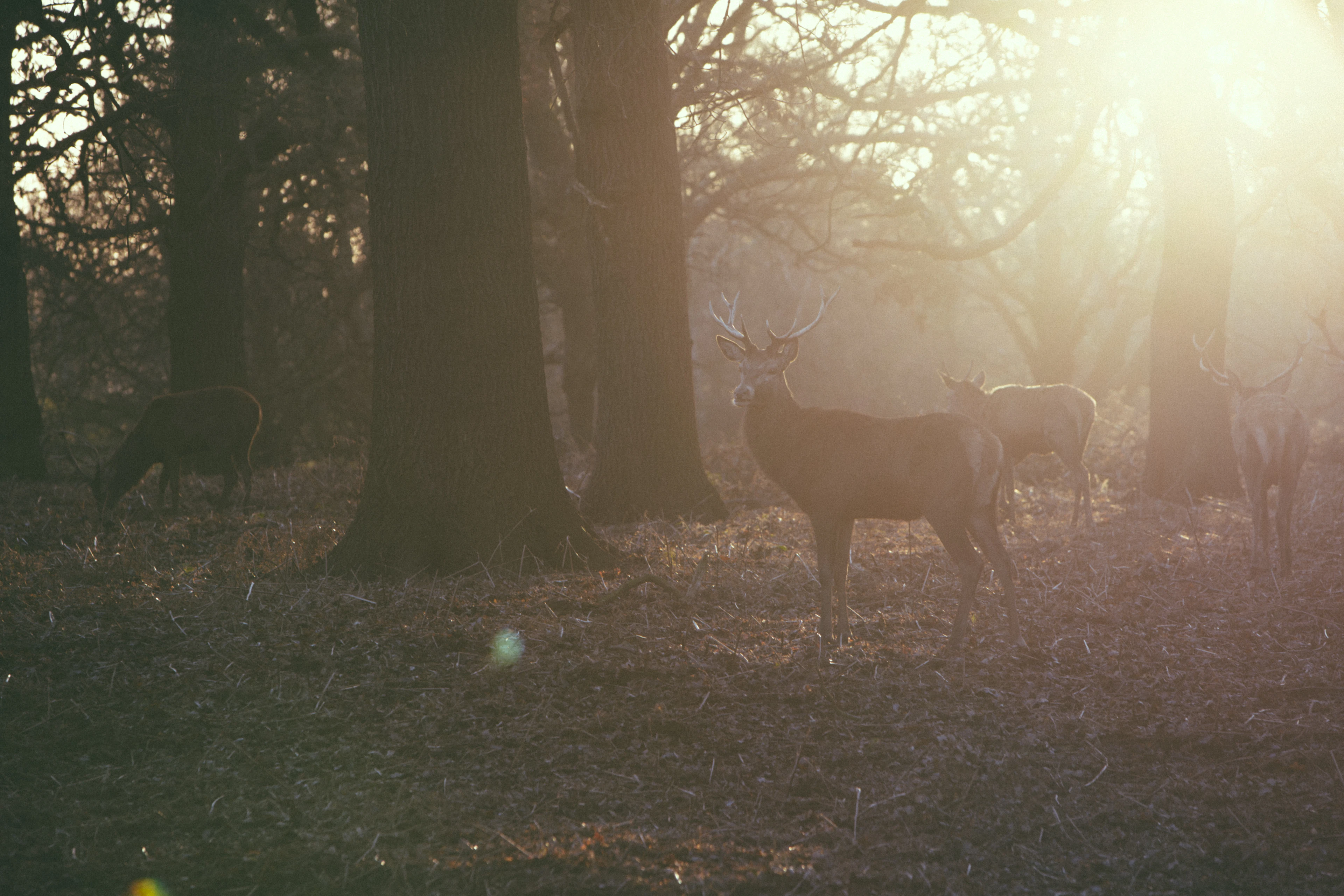Richmond Park, Richmond & Kew, London
