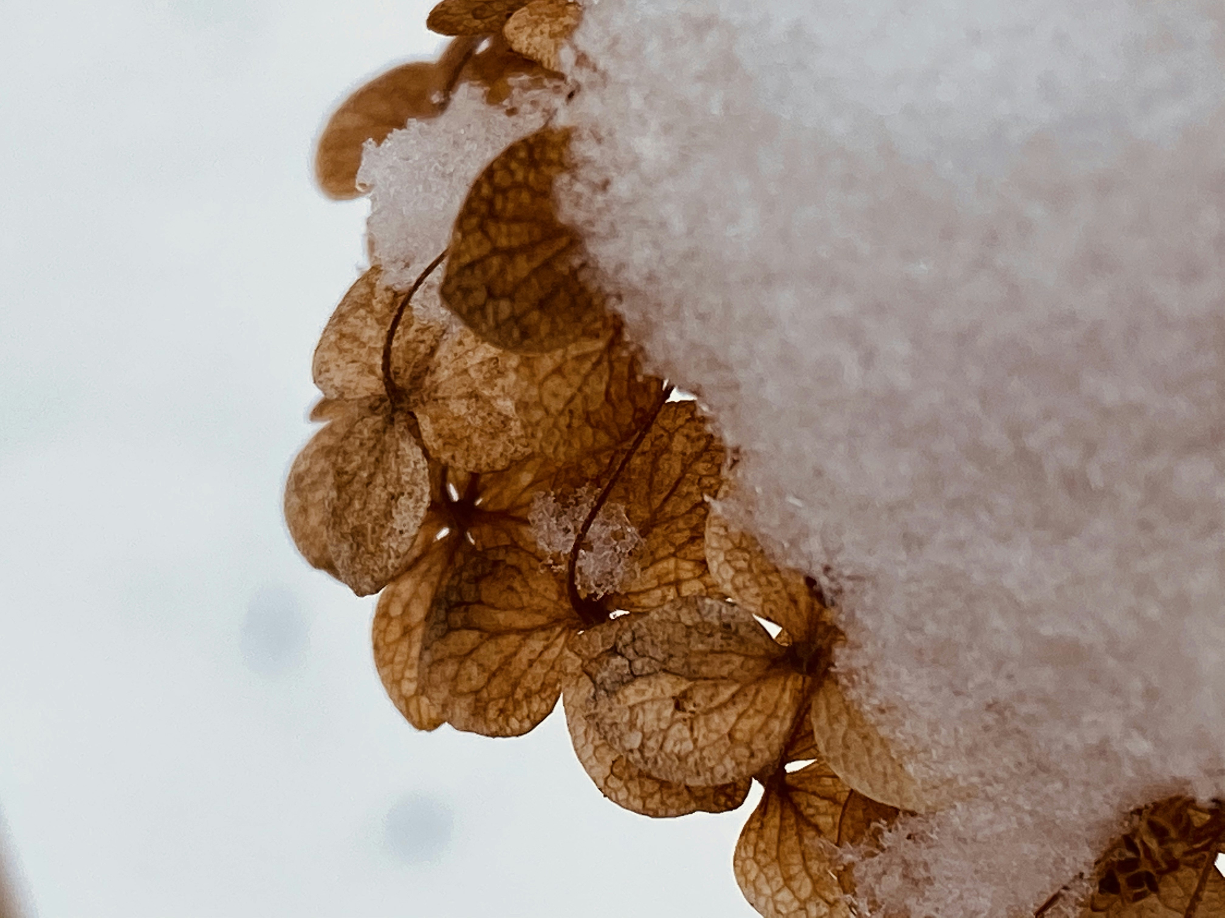 Shrub dusted with snow, a reason to learn how to overwinter hydrangeas