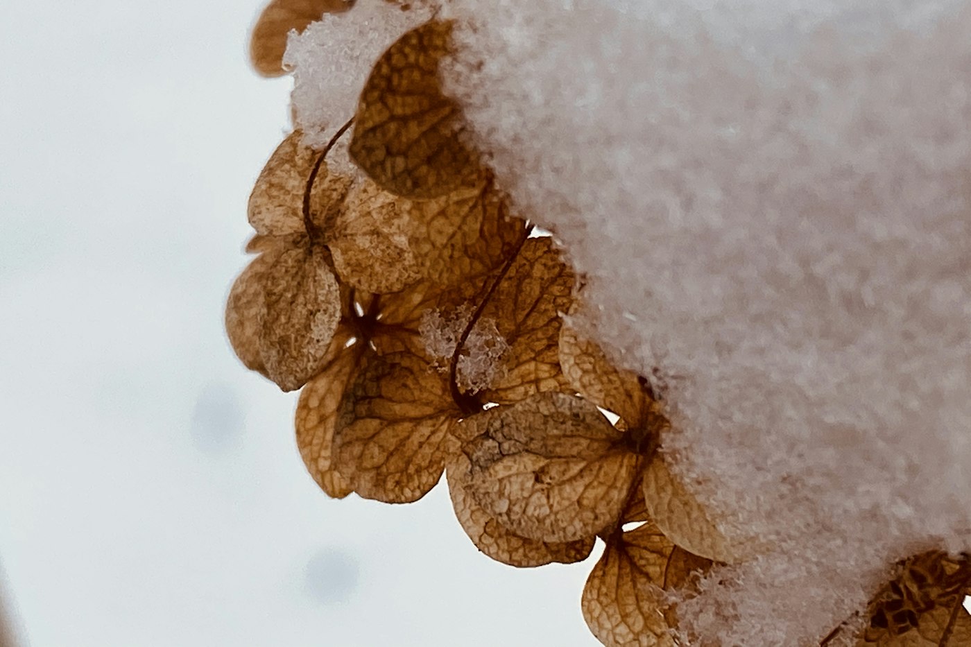 Shrub dusted with snow, a reason to learn how to overwinter hydrangeas
