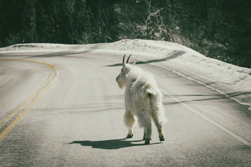 a white goat walking across a snow covered road
