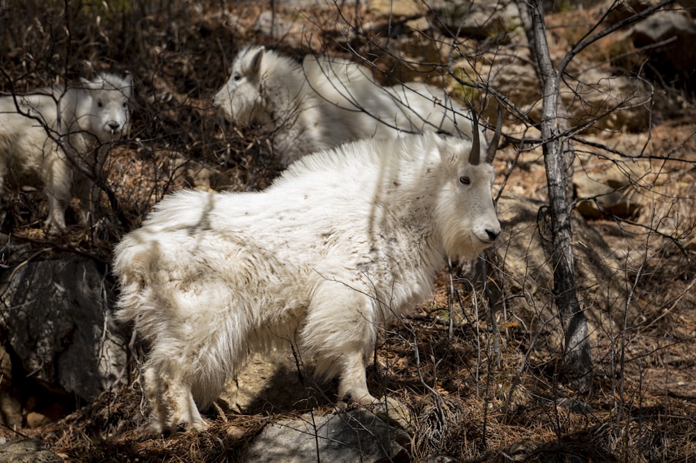 a group of mountain goats walking through a forest