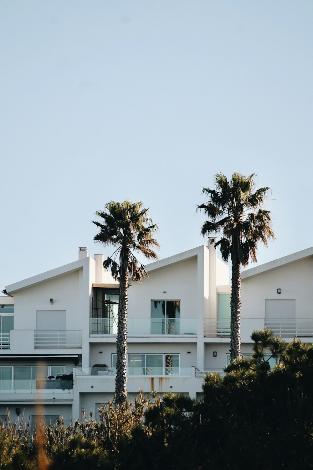 a couple of palm trees sitting in front of a building