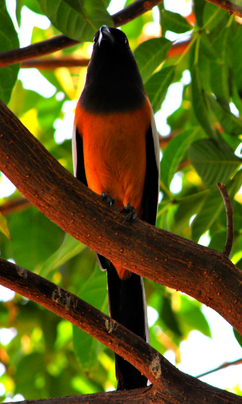 a bird sitting on a branch of a tree