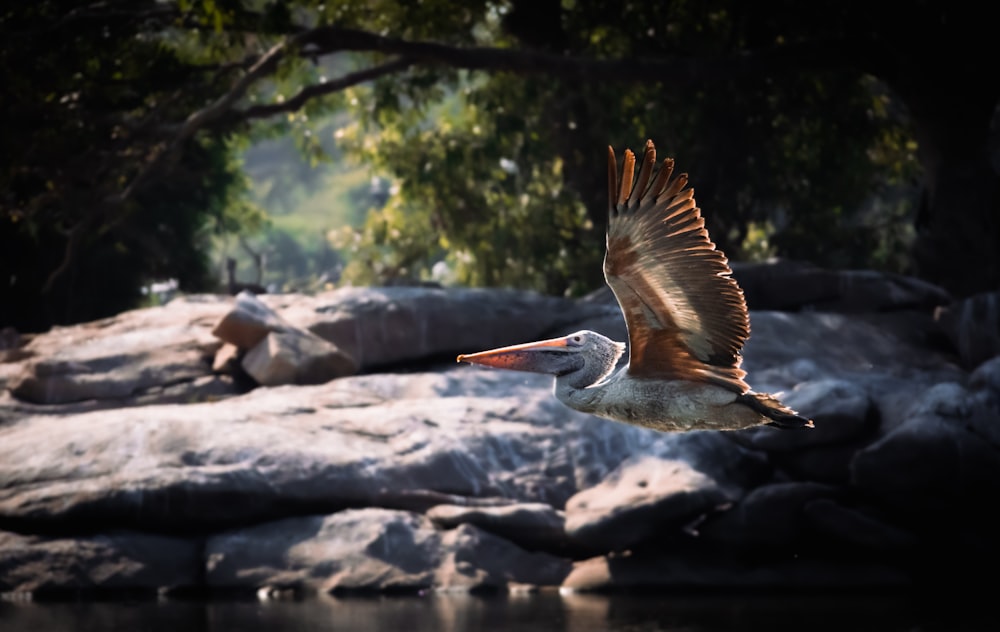 a large bird flying over a body of water