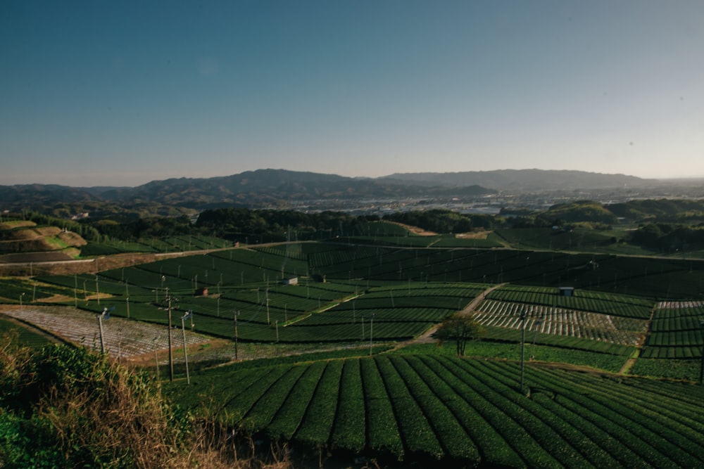 a large field of grass with mountains in the background