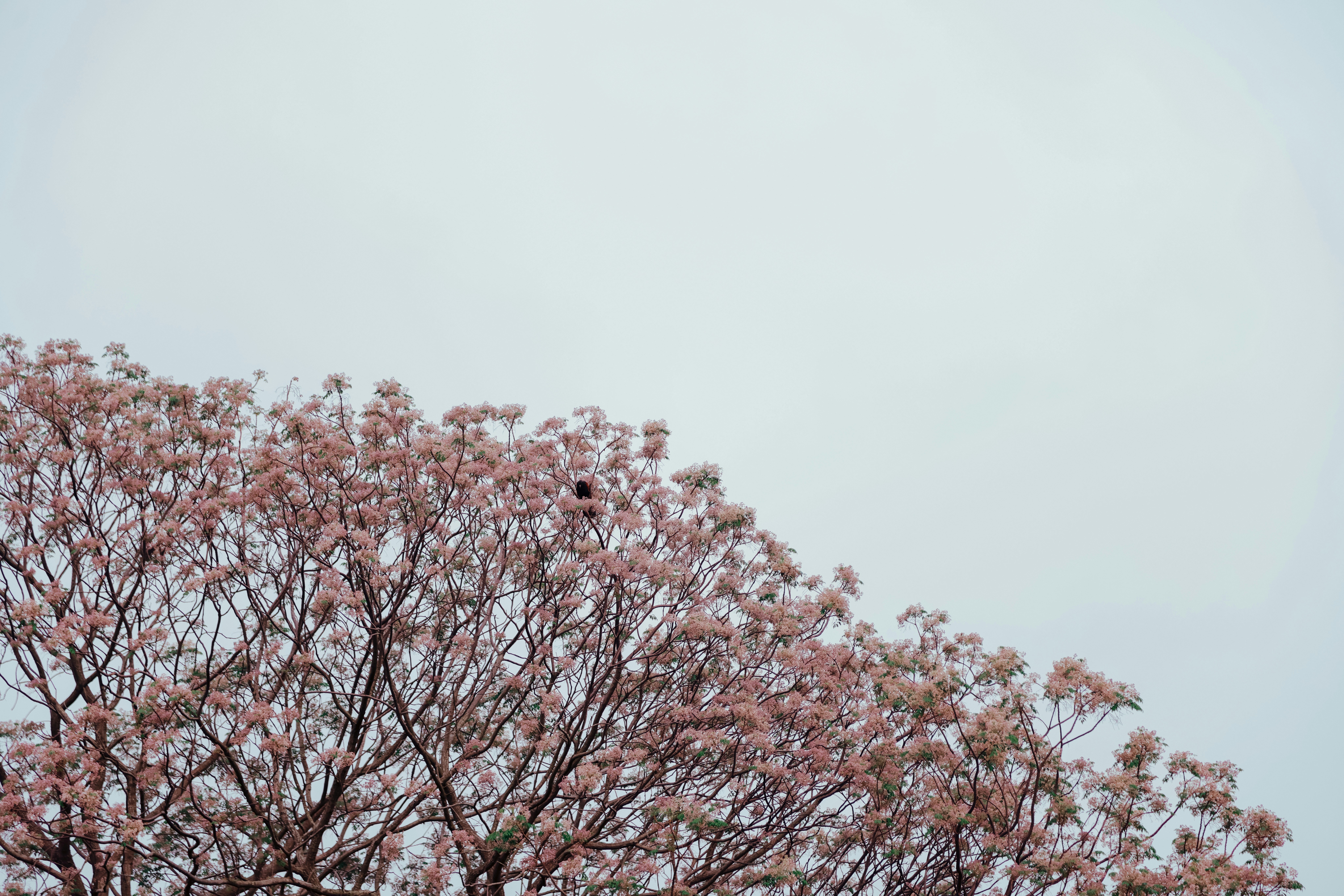 Photo by dickenslin76