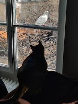 A curious tabby cat perched on a windowsill watching birds outside.