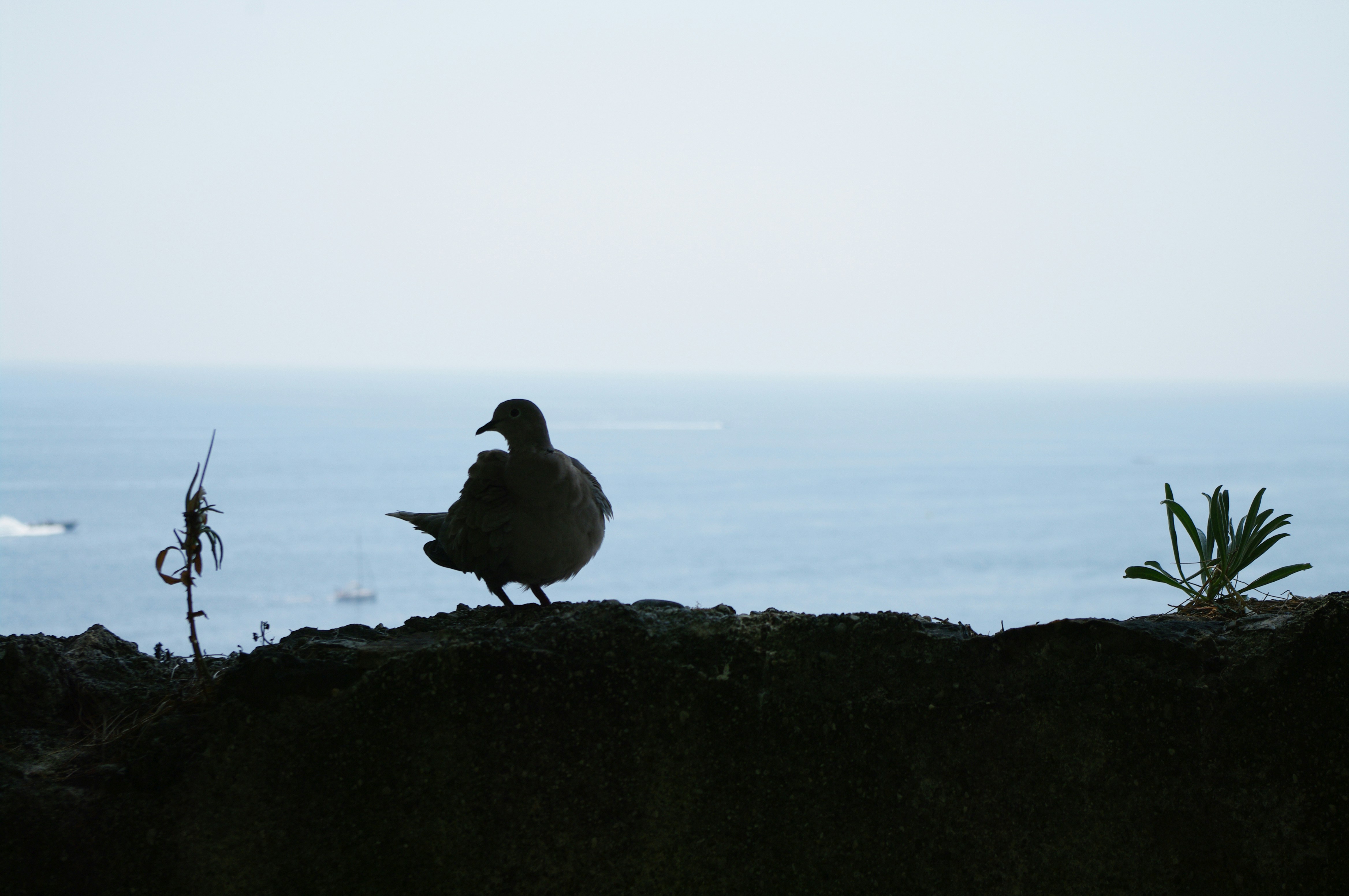 a bird sitting on a rock next to the ocean