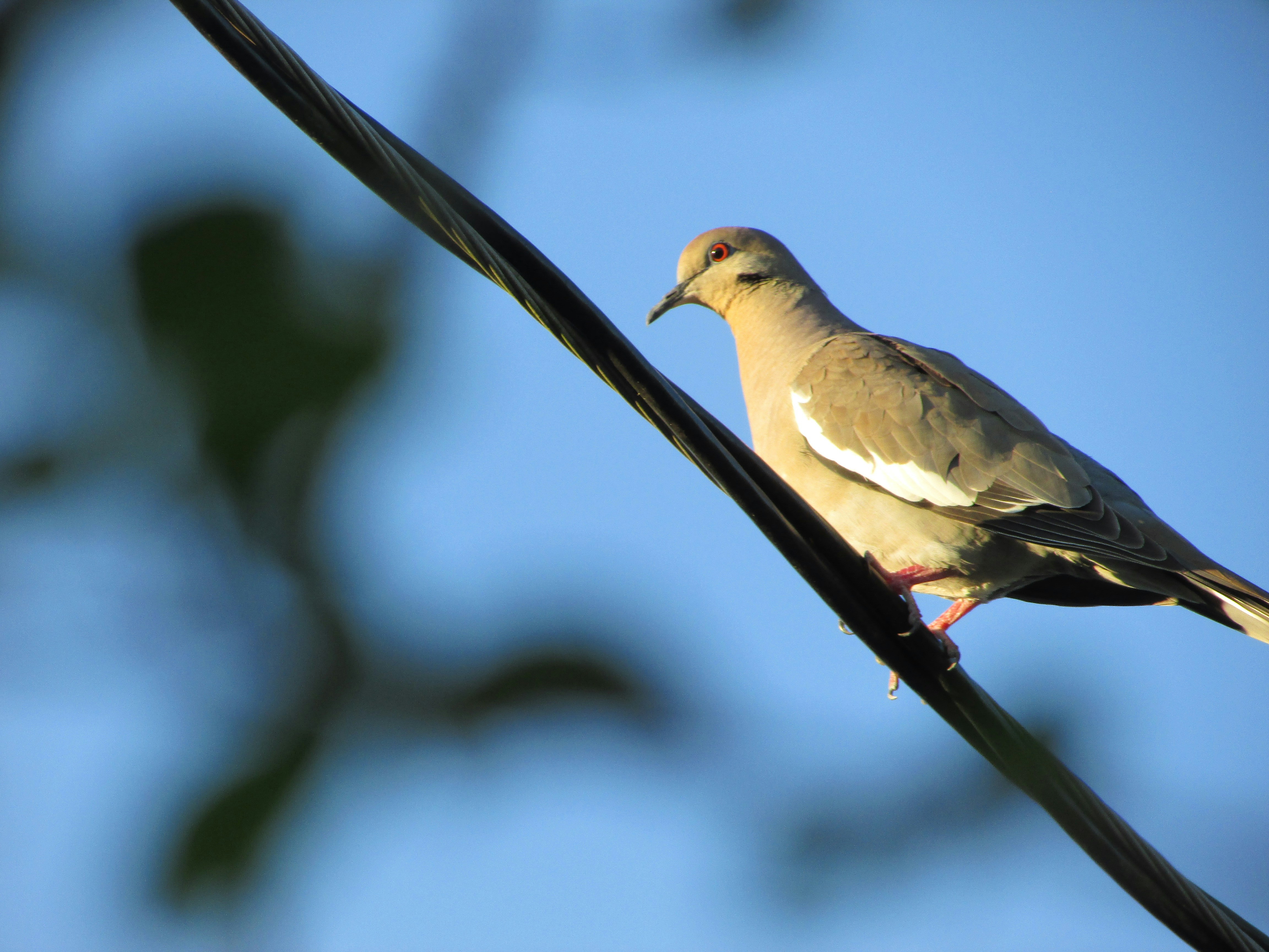 Winter Birding in Texas: Best Spots, What to Bring, and Species to Watch