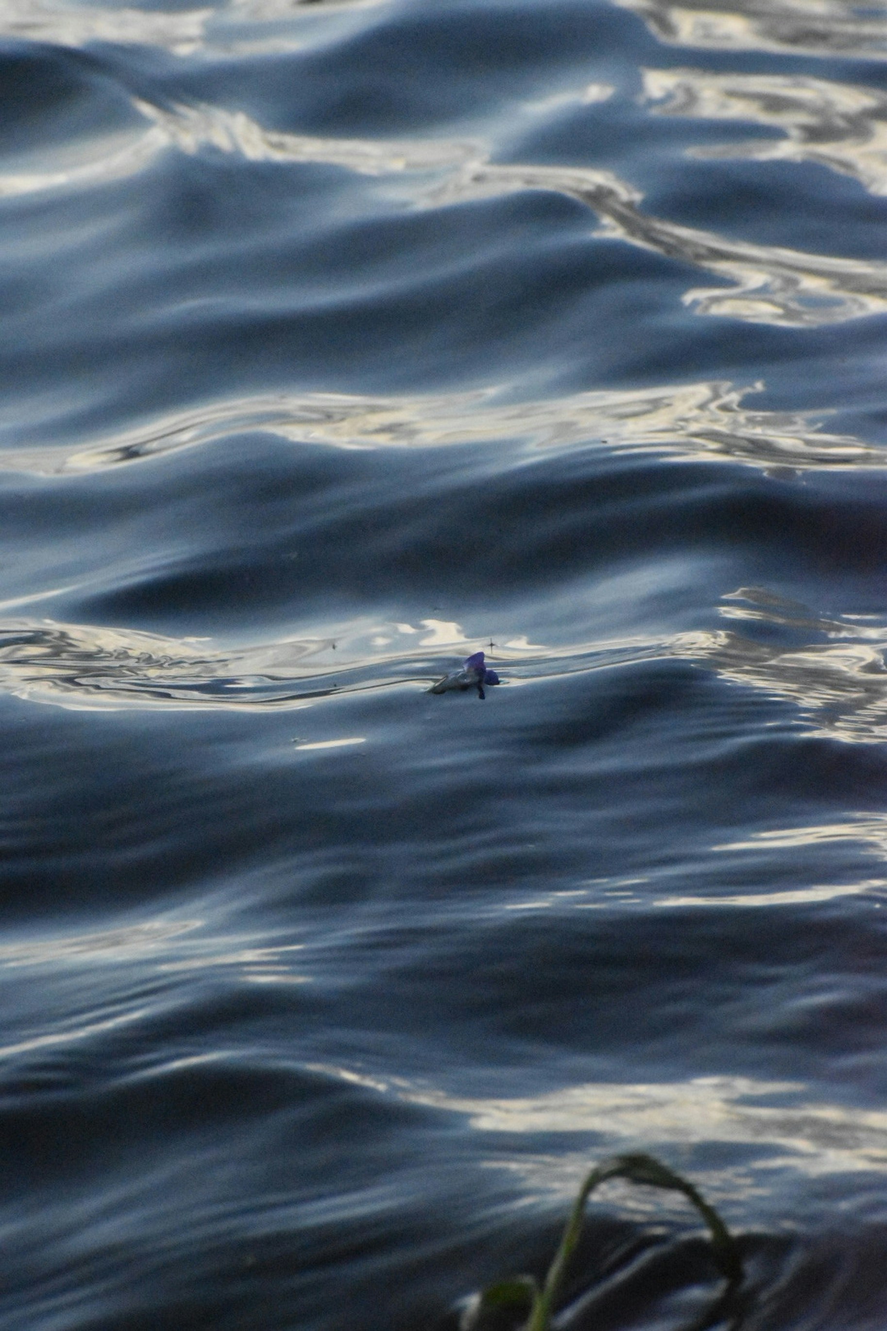 Photo by santiagodeluca