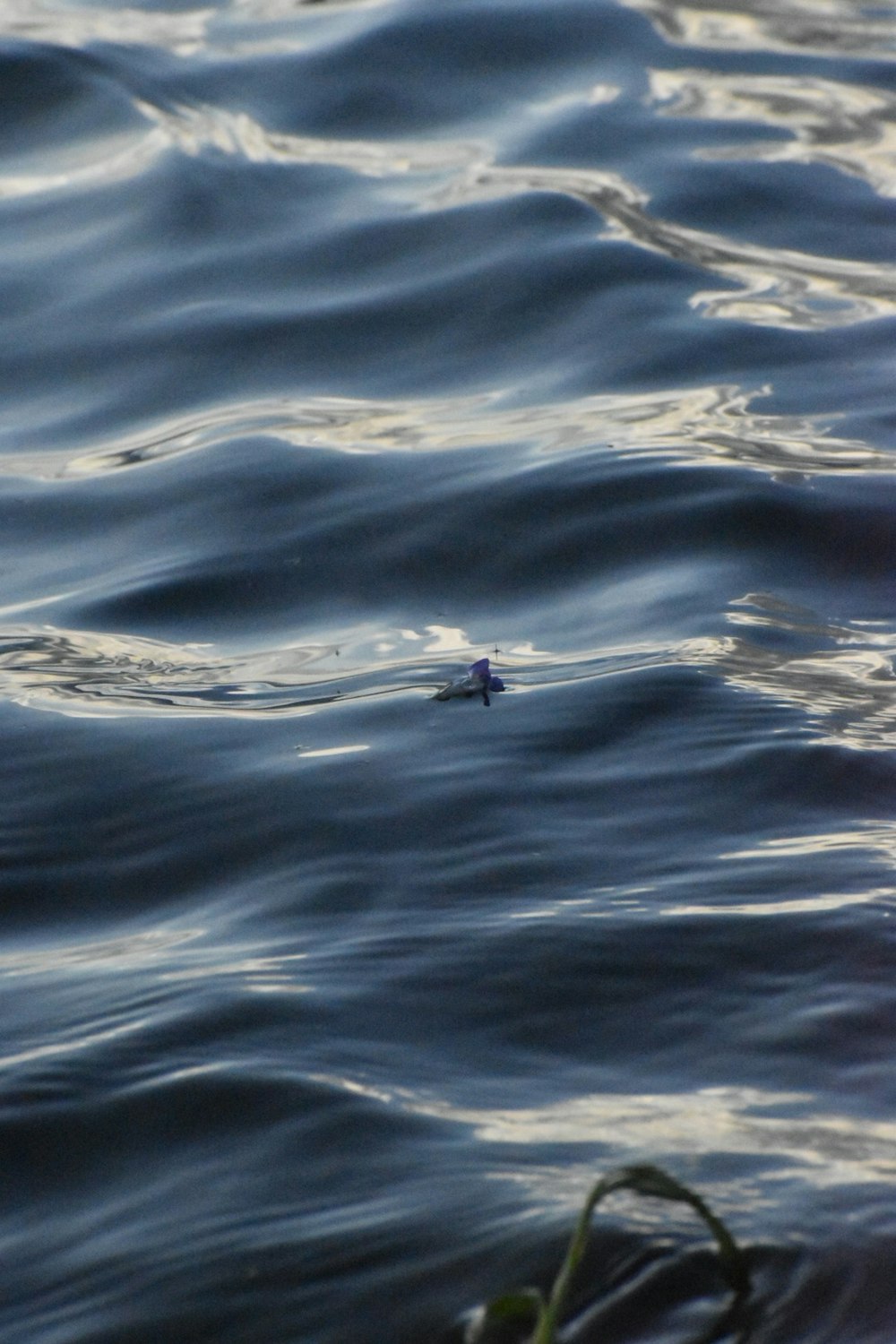 a bird floating on top of a body of water