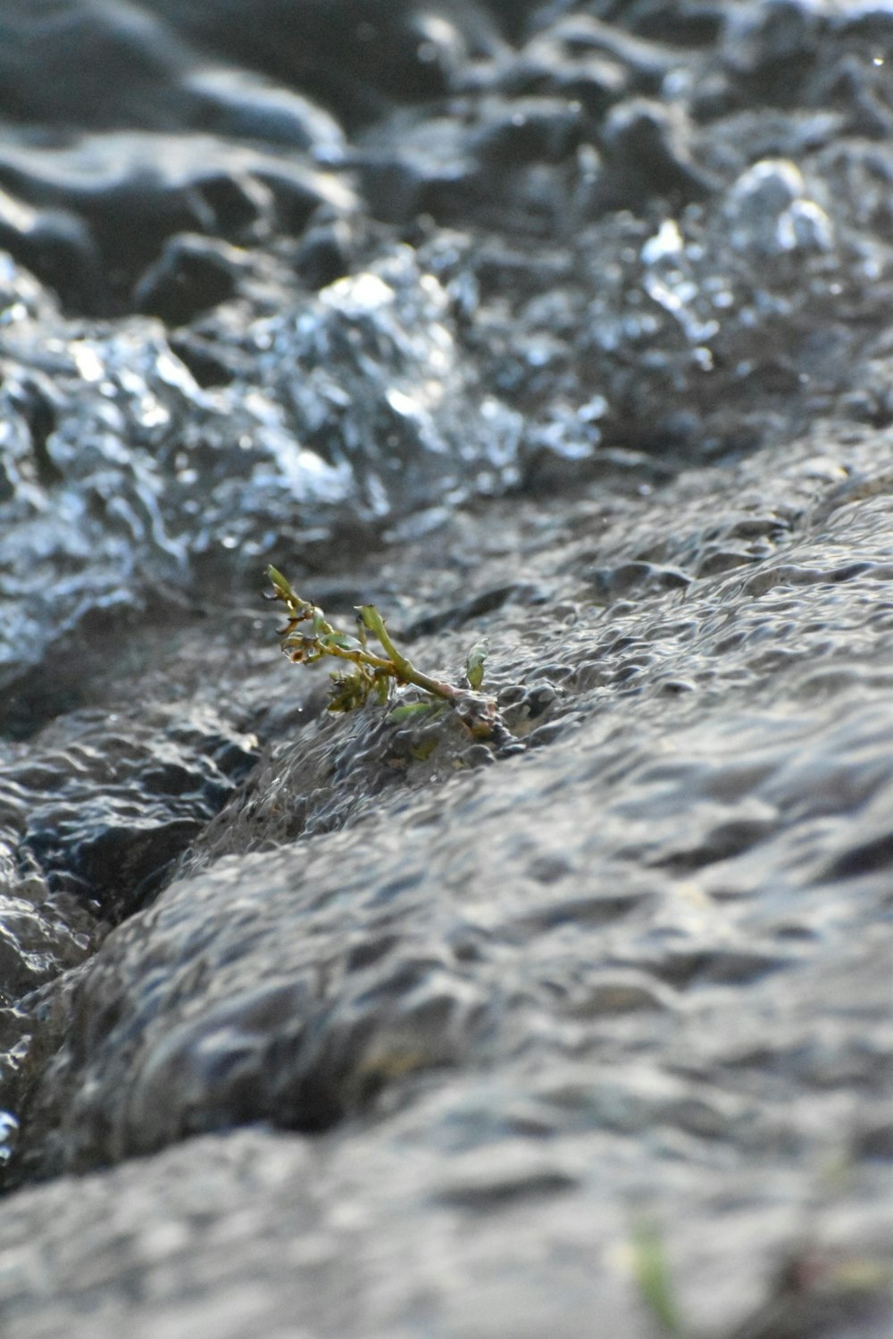 a close up of a small plant in the water