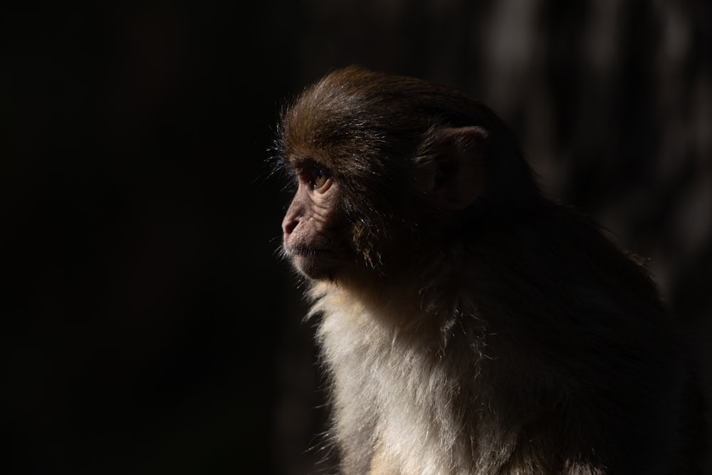 a monkey sitting on top of a tree branch