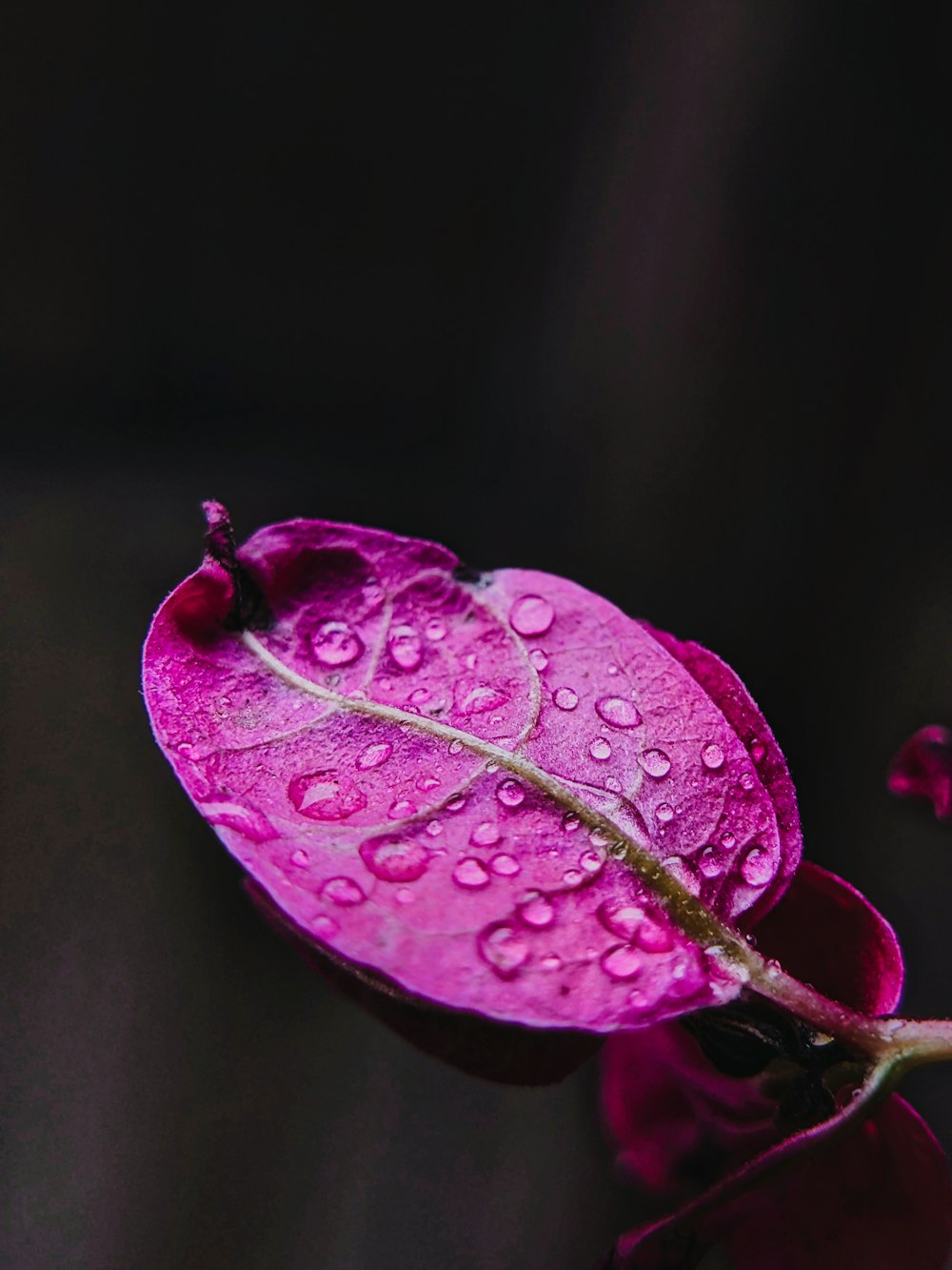 a purple flower with water droplets on it