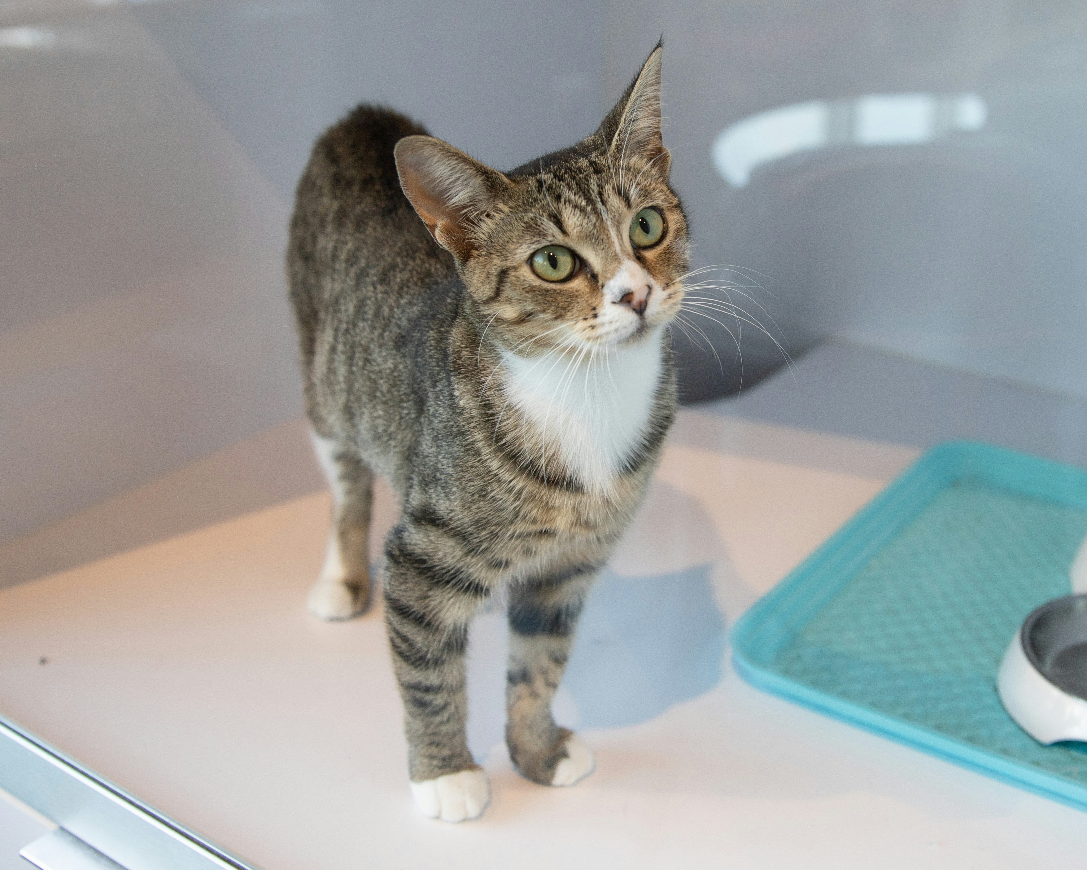 Cuidados Essenciais Antes de Adotar ou Comprar um Gato
