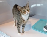 A tabby cat with a white chest and paws stands on a light-colored surface, looking upwards. The cat is inside a clear glass enclosure, with a green mat and a white feeding dish nearby.