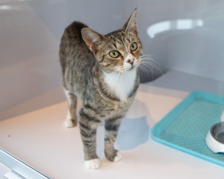 A tabby cat with a white chest and paws stands on a light-colored surface, looking upwards. The cat is inside a clear glass enclosure, with a green mat and a white feeding dish nearby.