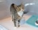 A tabby cat with a white chest and paws stands on a light-colored surface, looking upwards. The cat is inside a clear glass enclosure, with a green mat and a white feeding dish nearby.