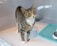 A tabby cat with a white chest and paws stands on a light-colored surface, looking upwards. The cat is inside a clear glass enclosure, with a green mat and a white feeding dish nearby.