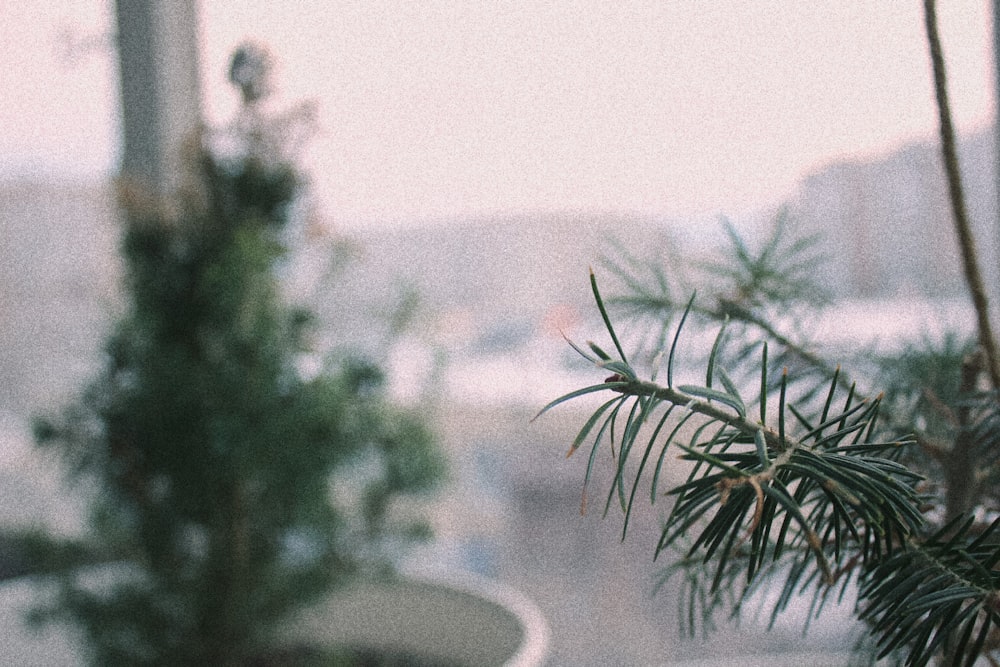 a close up of a pine tree with a blurry background