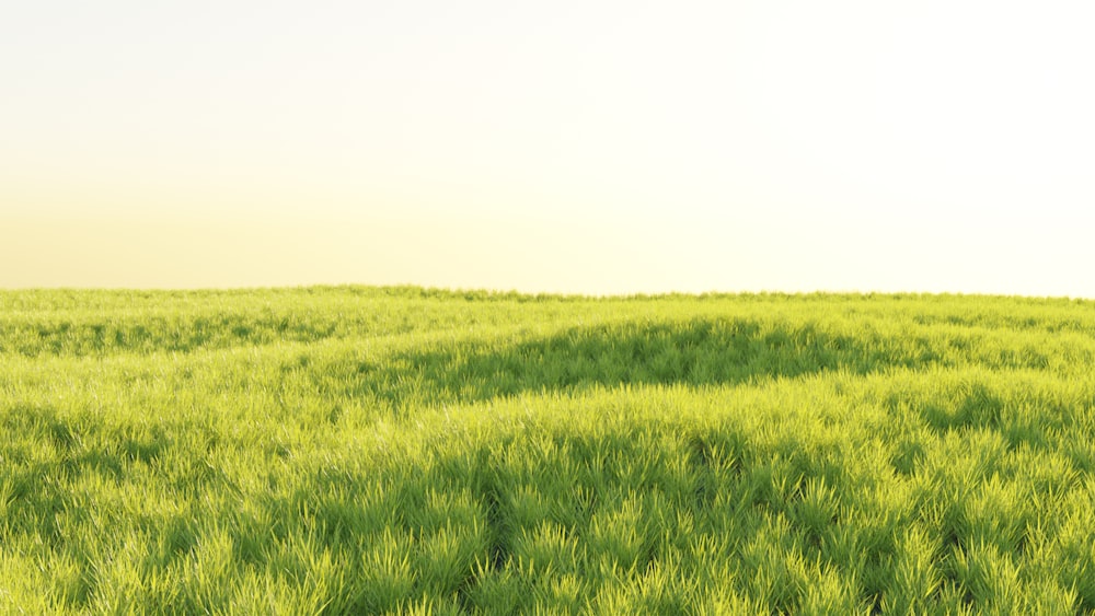 Ein Feld aus grünem Gras mit einem Himmelshintergrund