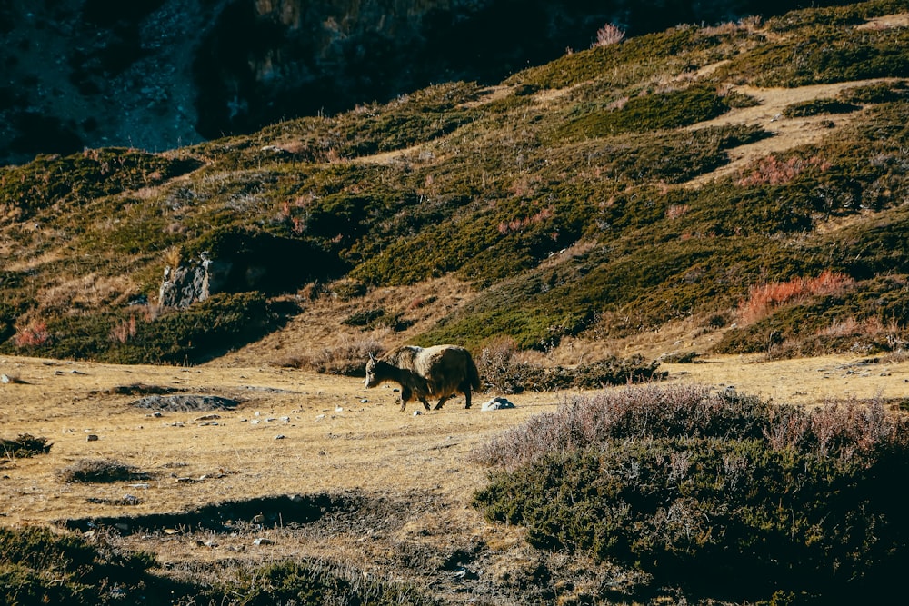 a cow standing in a field with a mountain in the background