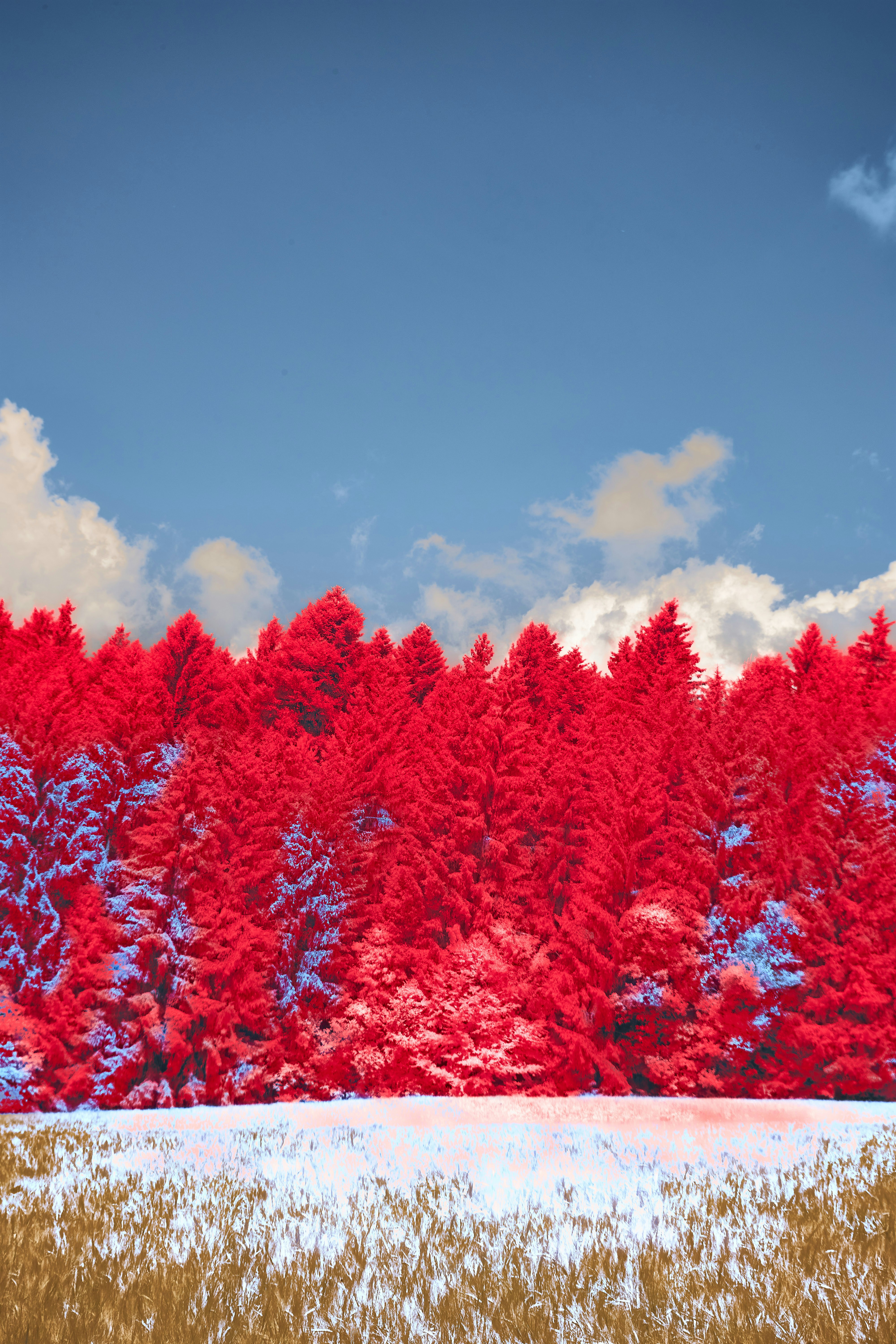 Photo by wolfgang_hasselmann