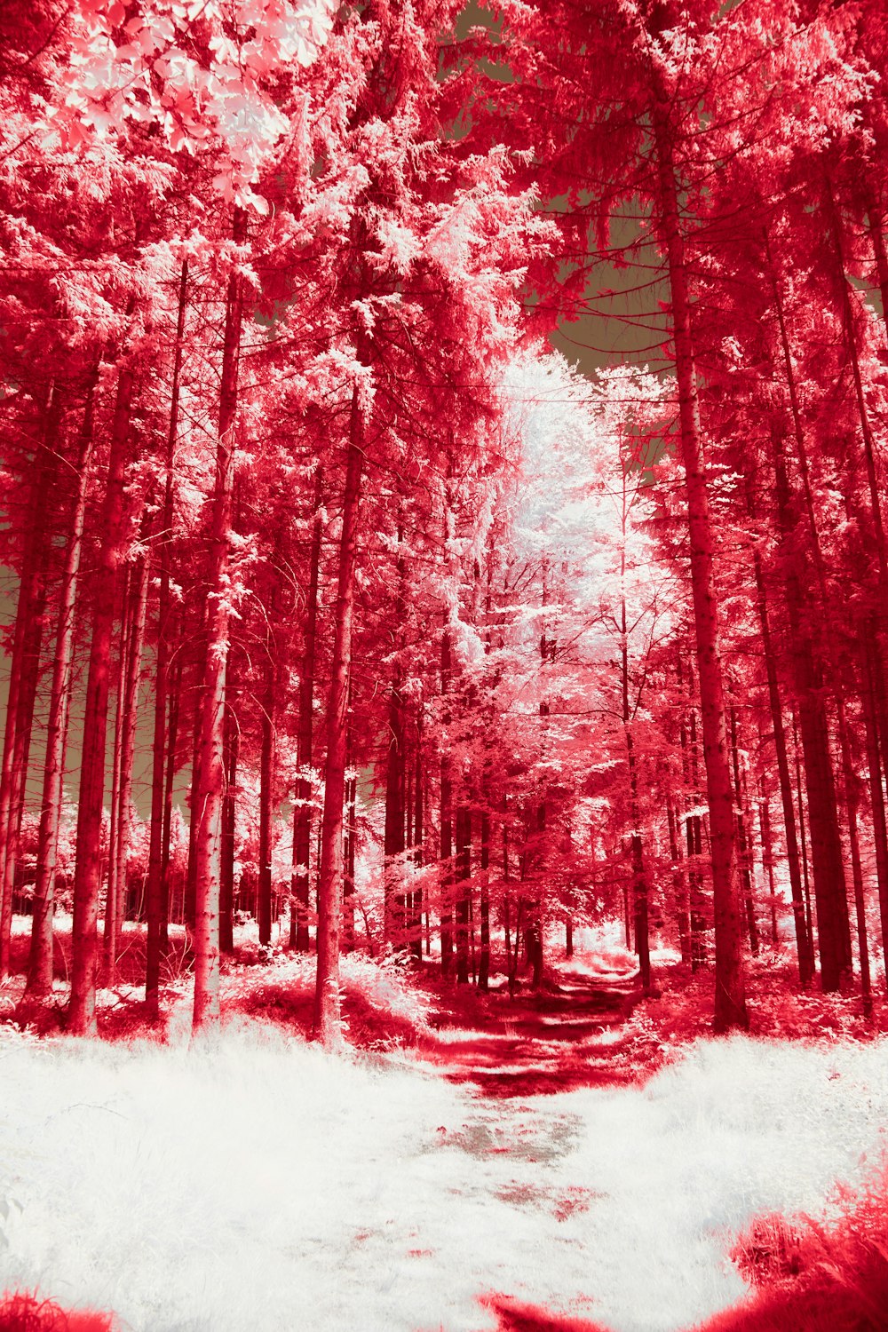 a red and white photo of a path in the woods