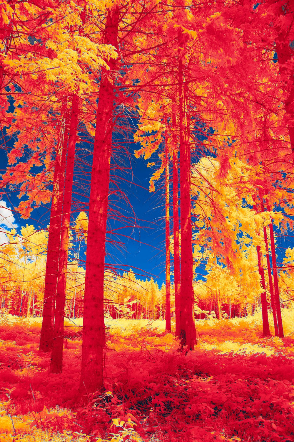 a red and yellow forest filled with lots of trees
