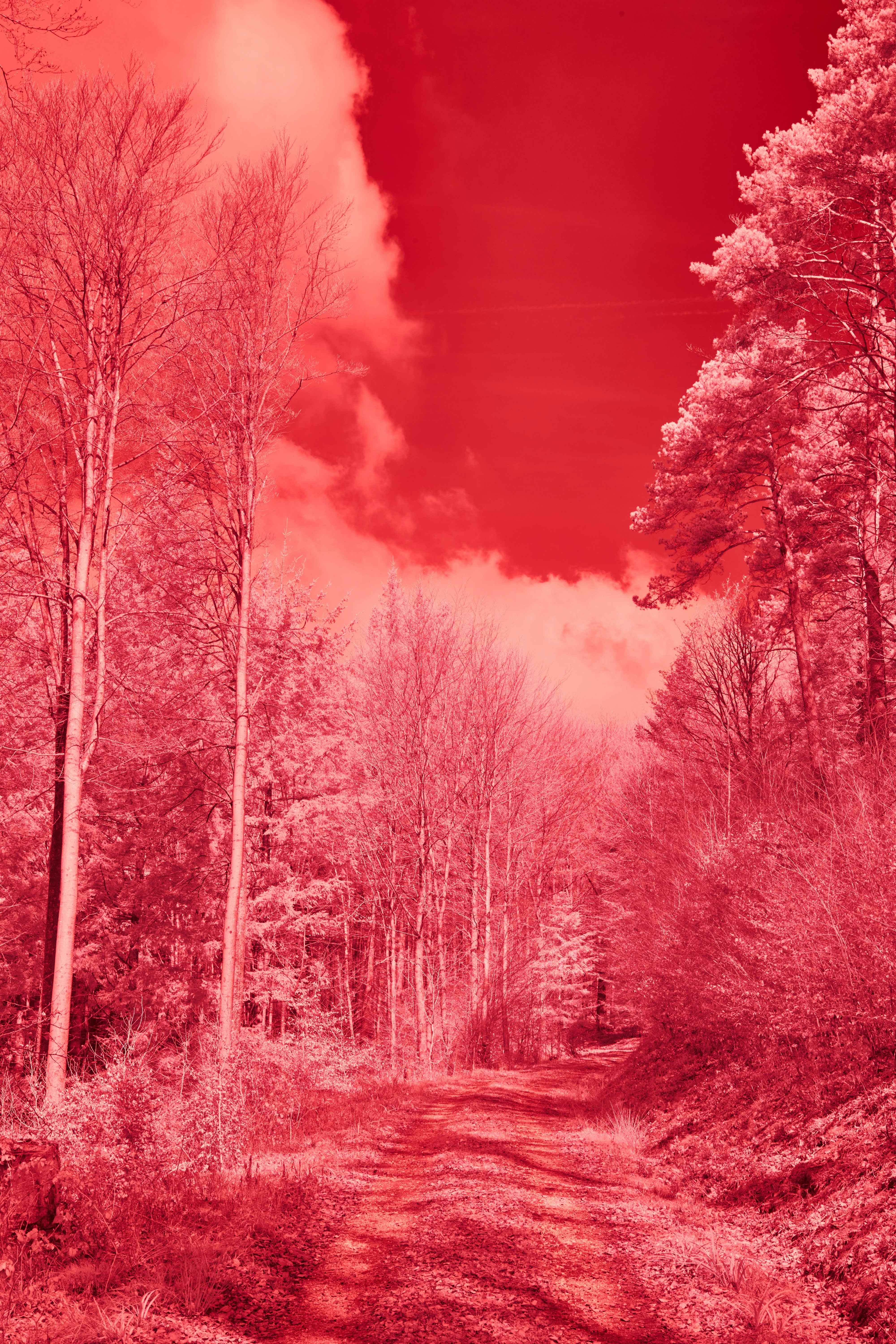 Photo by wolfgang_hasselmann