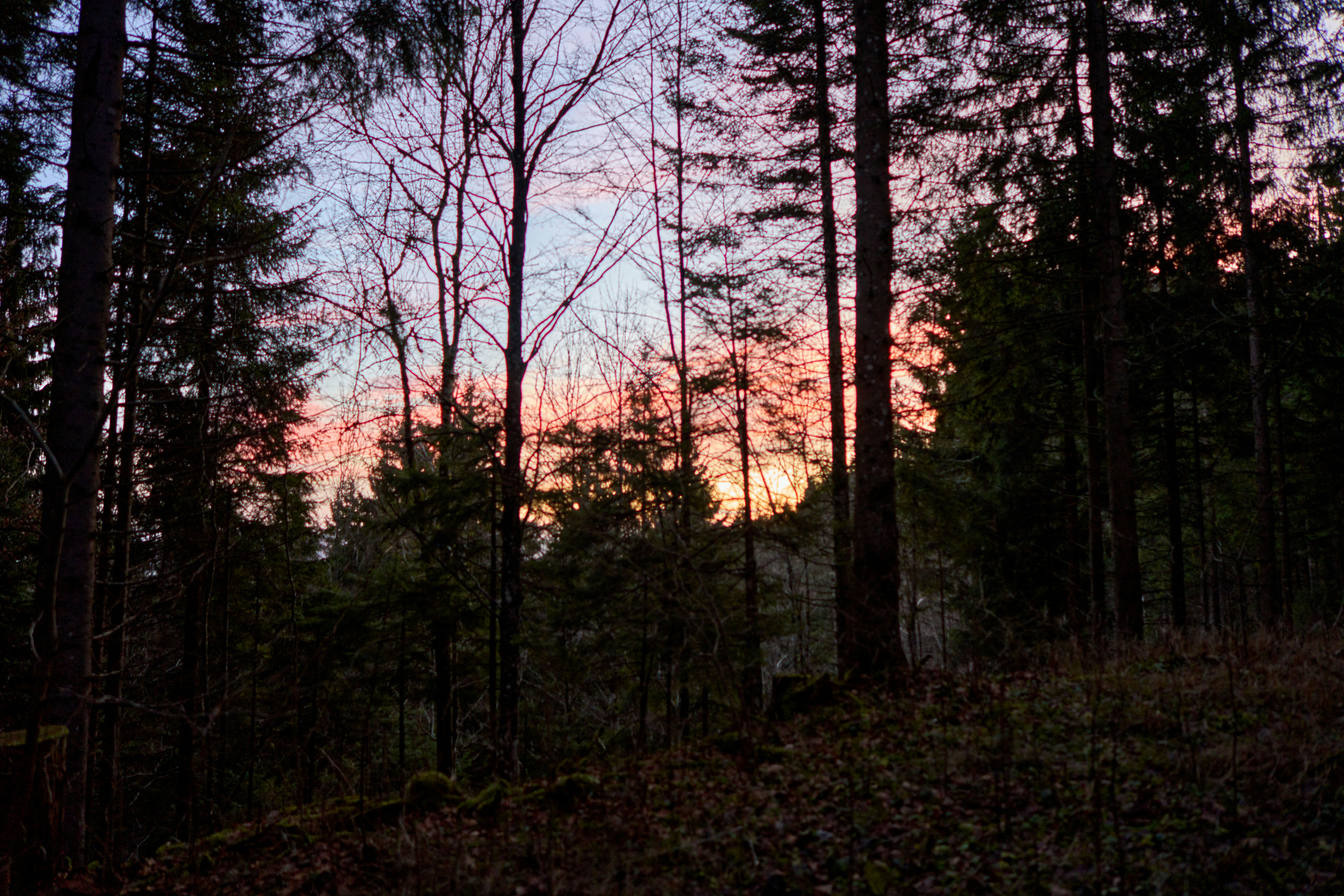 Photo by wolfgang_hasselmann