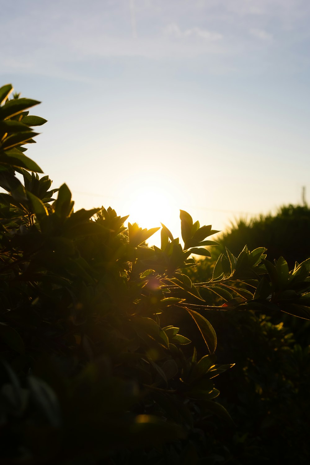 the sun is shining through the leaves of a bush