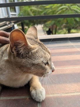 A domestic cat with a tabby coat lays on a tiled surface, with greenery visible in the background beyond a railing. The cat appears relaxed, and a hand is gently petting it.