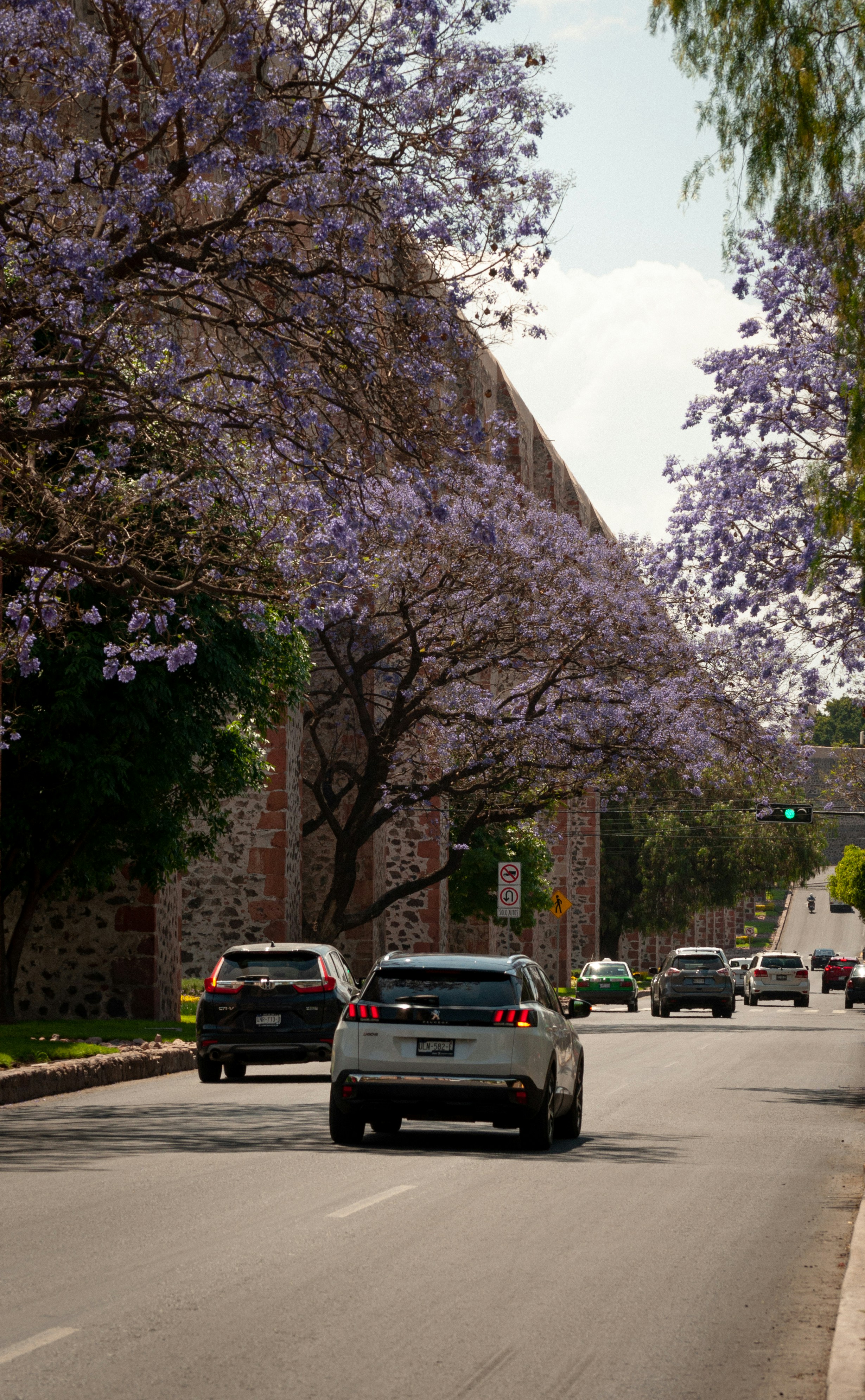 cars are driving down a street lined with trees