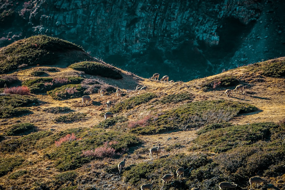 a group of animals that are standing in the grass