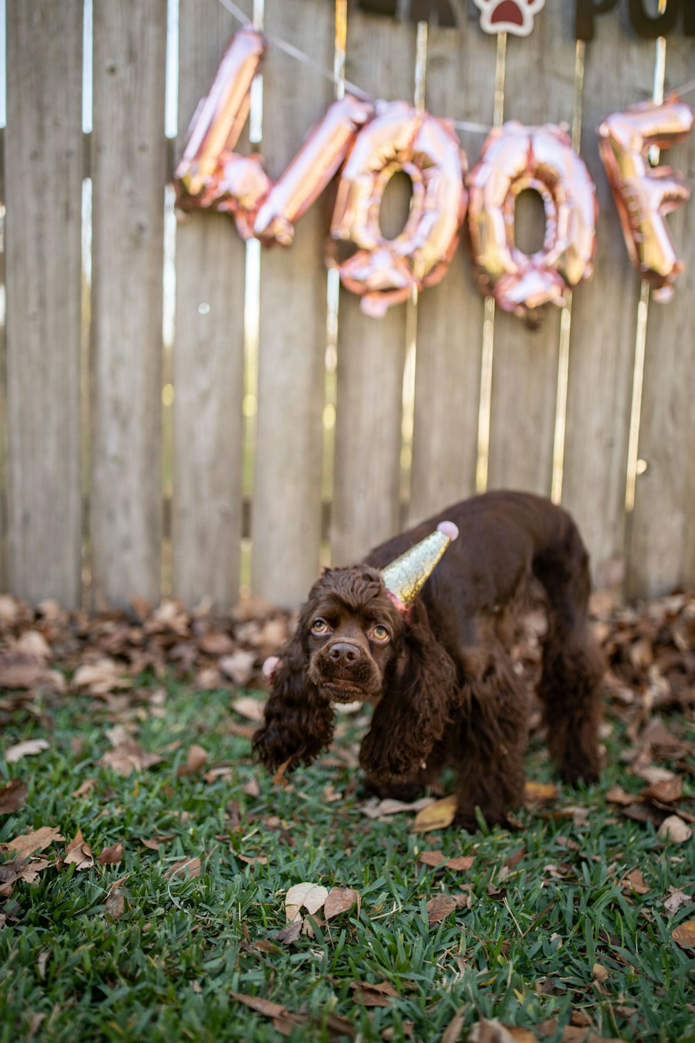 a brown dog with a party hat standing in the grass