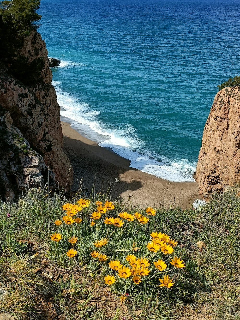 some yellow flowers some water and some rocks