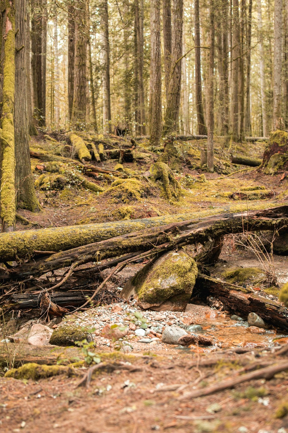 a fallen tree in the middle of a forest