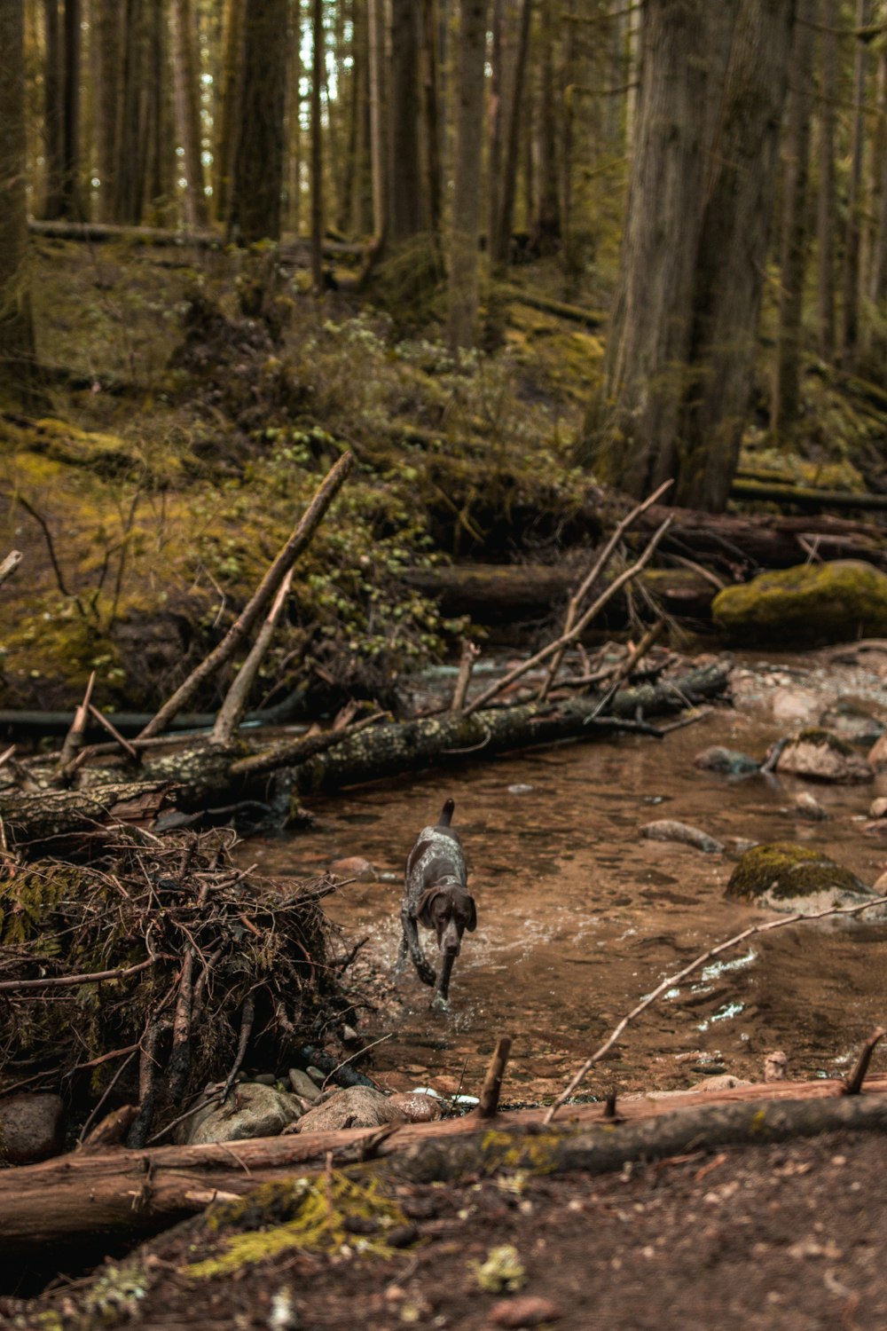 a bird standing in a stream in a forest